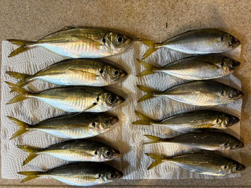 マアジの釣果