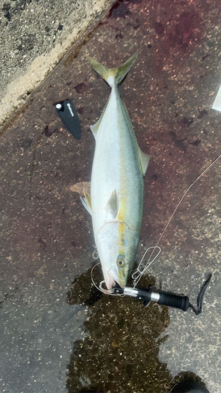 ZENAQ ミュートス アキュラ スピニングモデル 100H(RG)の最安値