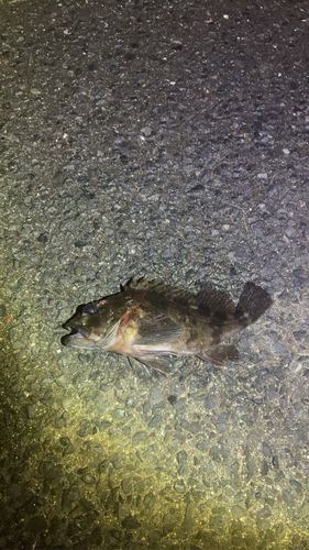 若洲海浜公園海釣り施設