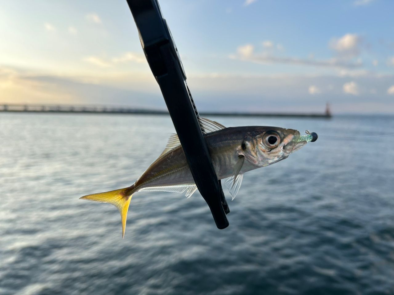 Megane king 鯵道5g　S582L Megane king 鯵道5g S582L メジャークラフト 鯵道 5G AD5-S582L/AJI