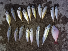 アジの釣果