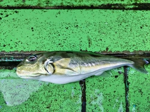 シロサバフグの釣果