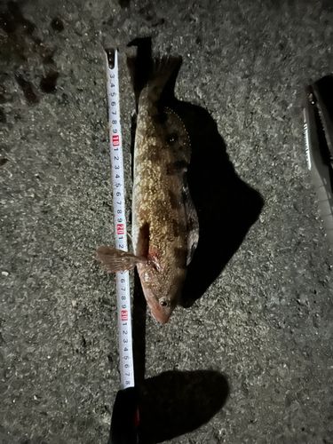 アイナメの釣果