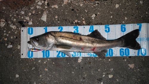 シーバスの釣果