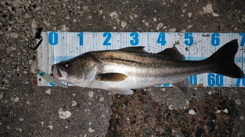 シーバスの釣果