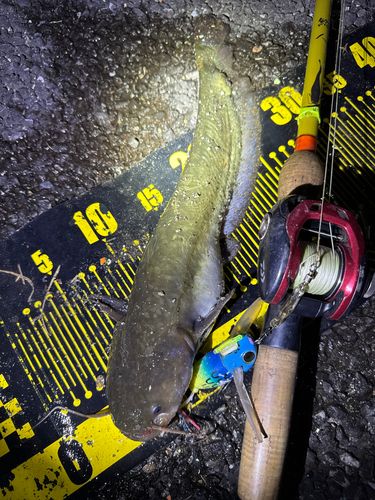 ナマズの釣果