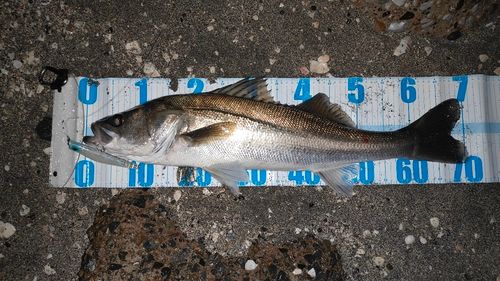 シーバスの釣果