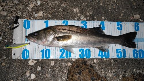 シーバスの釣果