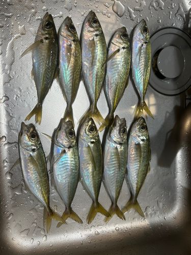 マアジの釣果