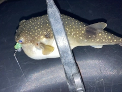 フグの釣果