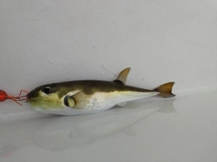 シロサバフグの釣果