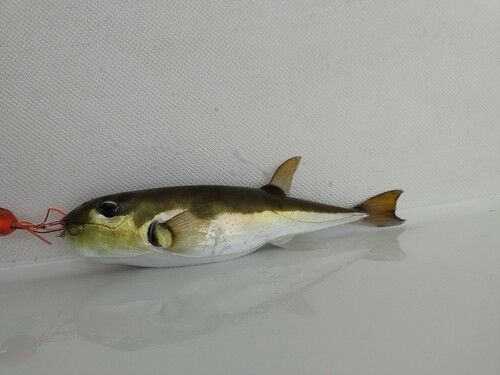 シロサバフグの釣果