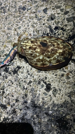 モンゴウイカの釣果