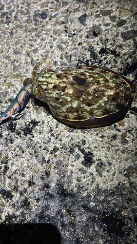 モンゴウイカの釣果