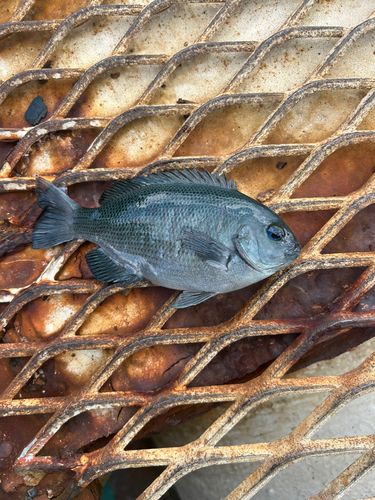 メジナの釣果