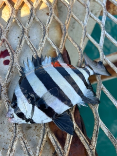 イシダイの釣果