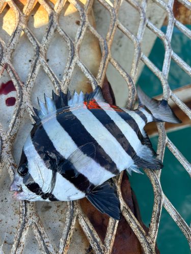 下関フィッシングパーク