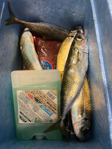 マアジの釣果