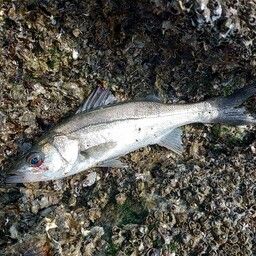 セイゴ（マルスズキ）