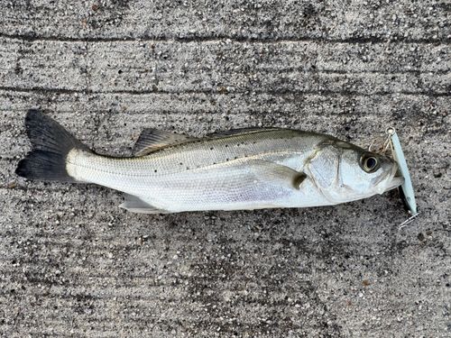 セイゴ（マルスズキ）の釣果