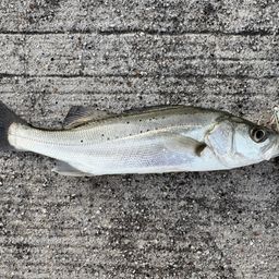 セイゴ（マルスズキ）