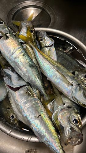 仮屋湾西遊魚センター