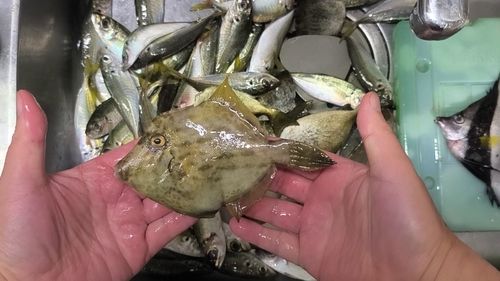 カワハギの釣果