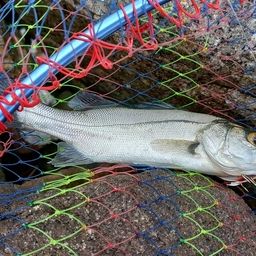 セイゴ（マルスズキ）