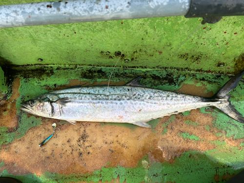 サワラの釣果