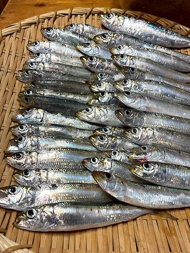 マイワシの釣果