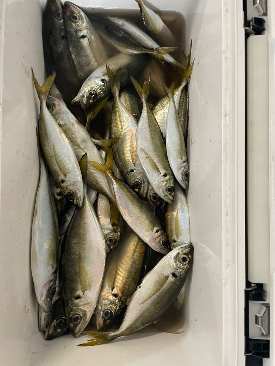 デリカでGOさんの釣果 3枚目の画像