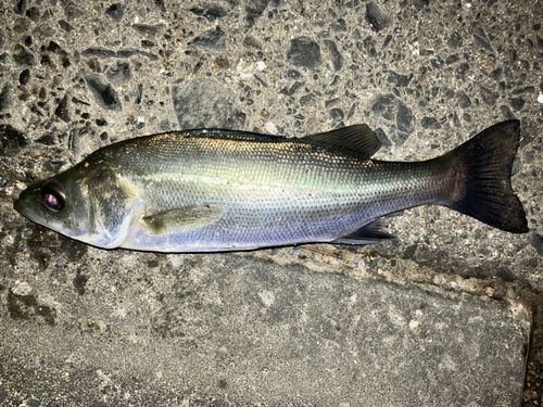セイゴ（マルスズキ）の釣果