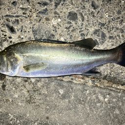 セイゴ（マルスズキ）