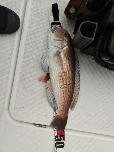 シロアマダイの釣果
