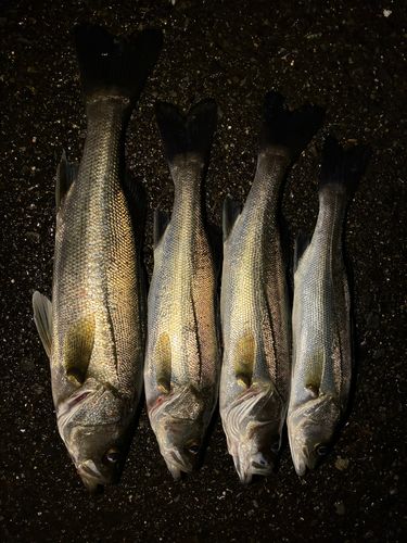 シーバスの釣果
