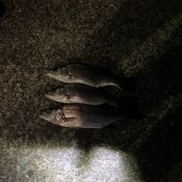 セイゴ（マルスズキ）