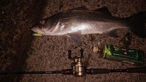 シーバスの釣果