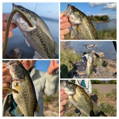 ラージマウスバスの釣果