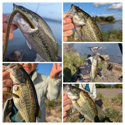 ラージマウスバスの釣果