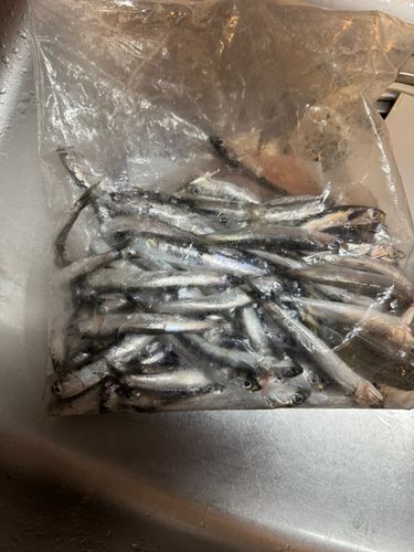 カタクチイワシの釣果