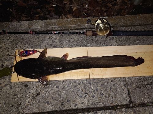 マナマズの釣果