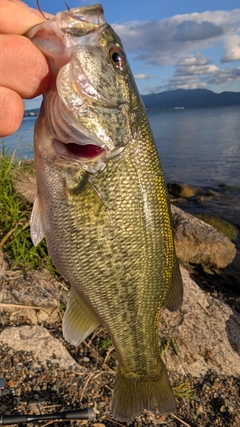 ラージマウスバスの釣果