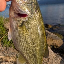 ラージマウスバス