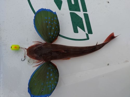 ホウボウの釣果