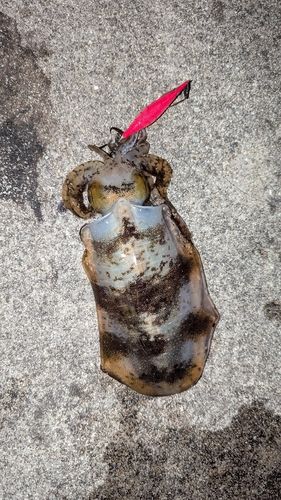 アオリイカの釣果