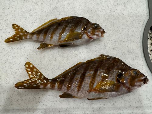 タカノハダイの釣果