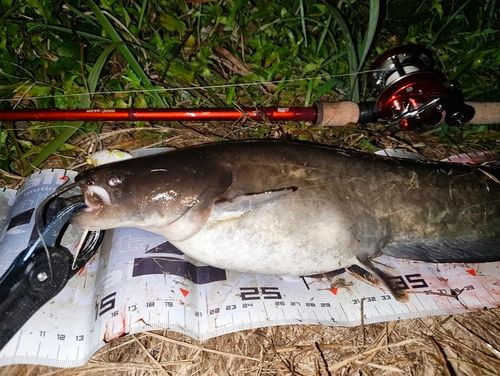 ナマズの釣果