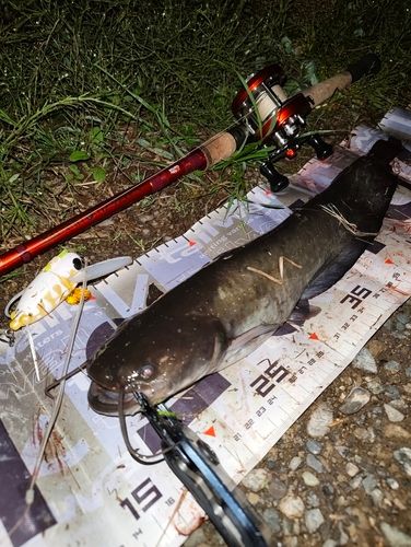 ナマズの釣果