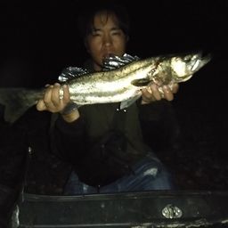 セイゴ（タイリクスズキ）