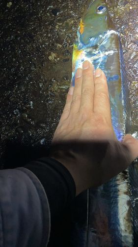 タチウオの釣果